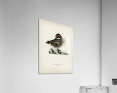 Anas Nettion Crecca Acrylic Print