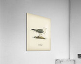 Common gull larus canu Acrylic Print