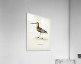 Common snipe capella gallinago Acrylic Print