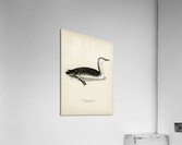 Red-thoated loon Colymbus stellatus Acrylic Print