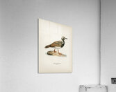 Ruddy turnstone arenaria interpres  Acrylic Print