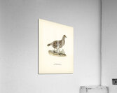 Hazel grouse tetrastes bonasia Acrylic Print