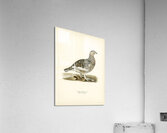 Willow ptarmigan male Lagopus lagopus Acrylic Print