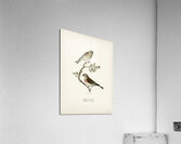 Common linnet Acanthis cannabina Acrylic Print