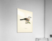 Eurasian jay Garrulus glandarius Acrylic Print