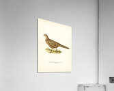 Pheasant Phasianus Colchicus Acrylic Print