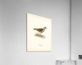 Little crake porzana parva Acrylic Print