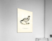 Hybrid between Black grouse and Willow ptarmigan Lyrurus tetrix ♂ x lagopus lagopus ♀ Acrylic Print