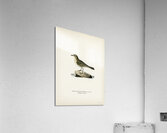 Water pipi ANTHUS SPINOLETTA RUPESTRIS Acrylic Print