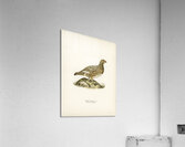 Water pipi ANTHUS SPINOLETTA RUPESTRIS Acrylic Print