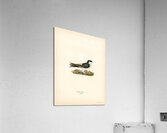 Hirundo Urbica Acrylic Print