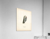 Lesser spotted woodpecker Dryobates minor Acrylic Print