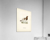 Willow ptarmigan Acrylic Print
