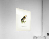 Hawfinch Coccothraustes coccothraustes Acrylic Print