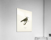 Starling Sturnus vulgaris Acrylic Print