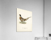 Ring-necked Pheasant phasianus colchicus torquatus Acrylic Print