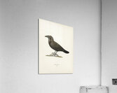 Common raven Corvus corax Acrylic Print