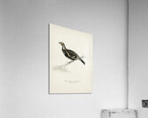 Hybrid between Black grouse and Willow ptarmigan Yrurus tetrix x lagopus lagopus Acrylic Print
