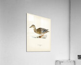 Mallard female Anas platyrhynchos Impression acrylique