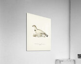 Hybrid between Western capercaillie and Willow ptarmigan Tetrao urogallus x lagopus lagopus Acrylic Print