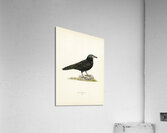 Rook Corvus Frugilegus Acrylic Print