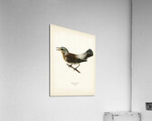 Fieldfare Turdus pilaris Acrylic Print