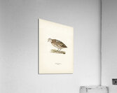 Common quail Coturnix coturnix Acrylic Print