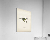 Talgoxe PARUS MAJOR LIN. Acrylic Print