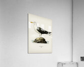 Great black-backed gull Larus Marinus Acrylic Print