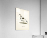 Rock ptarmigan Lagopus mutus Acrylic Print