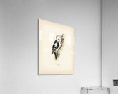 Dryobates medius Acrylic Print