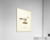 Black-headed gull Larus Ridibundus Acrylic Print