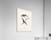 common linnet Acanthis linaria Acrylic Print