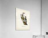 White-backed woodpecker 1♀  2♂ Dryobates leucotus Acrylic Print