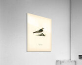 Young common house-martin Hirundo urbica Acrylic Print