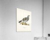 Tetrao Urogallus Acrylic Print