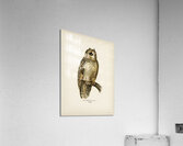Short-eared Owl Asio flammeus Acrylic Print