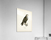 Common Buzzard BUTEO BUTEO Acrylic Print