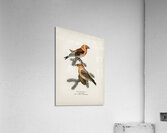 Common Buzzard BUTEO BUTEO Acrylic Print