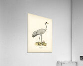 Common Crane Grus Grus Acrylic Print