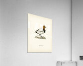 Common Pochard male ♂ Nyroca ferina Acrylic Print