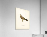 Common cuckoo-female ♀ Cuculus canorus Acrylic Print