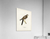 Eurasian Sparrowhawk Accipiter nisus Acrylic Print