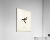 Tree pipit Anthus trivialis Acrylic Print