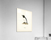 Razorbill Alca torda Acrylic Print
