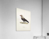 Western jackdaw Coloeus monedula Acrylic Print