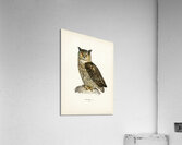 Eurasian eagle-owl BUBO BUBO Acrylic Print