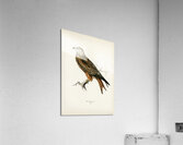 Red Kite Milvus milvus Acrylic Print