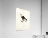 Rough-legged Hawk TRIORCHIS LAGOPUS Acrylic Print