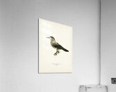 Spotted Nutcracker Nucifraga caryocatactes Acrylic Print